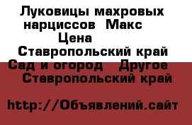 Луковицы махровых нарциссов. Макс.  › Цена ­ 20 - Ставропольский край Сад и огород » Другое   . Ставропольский край